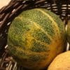 Melon Petit Gris de Rennes