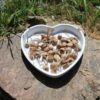 Bulbes en mélange 100g