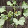 Courgette Ola Escaladora