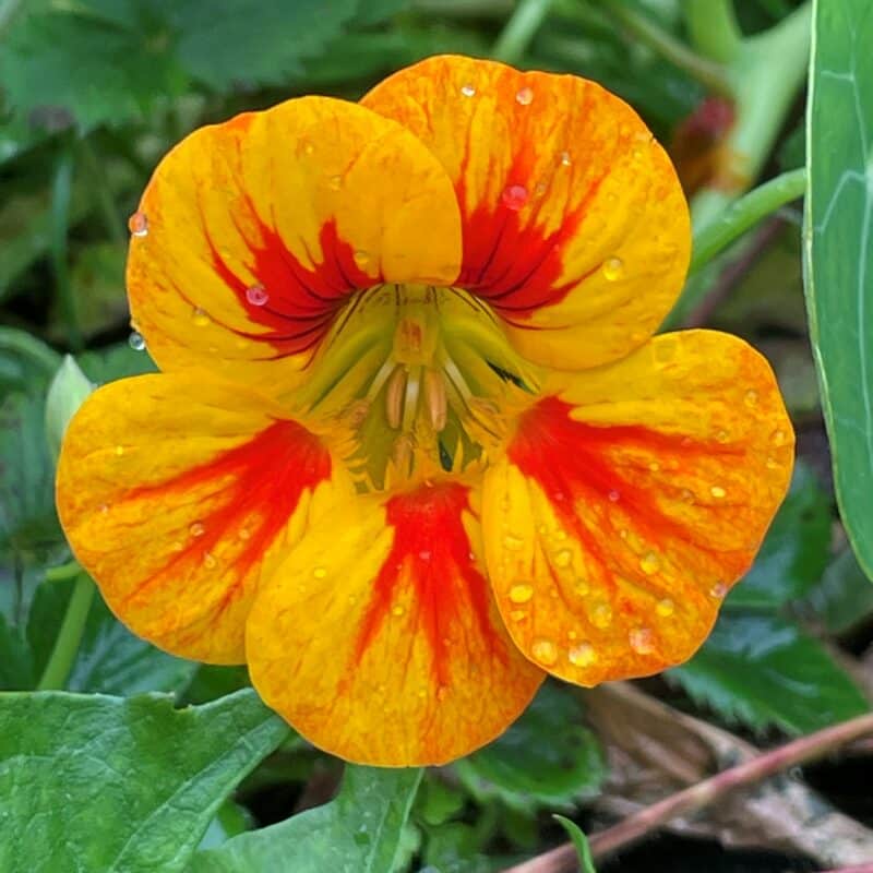 Fleur de capucine