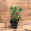 Menthe poivrée