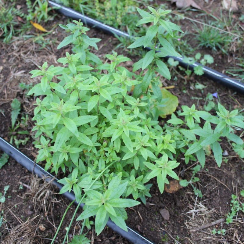 Verveine citronnée