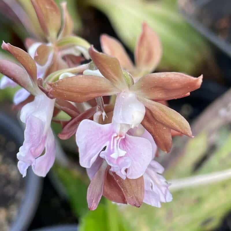Calanthe discolor