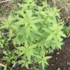 verveine citronnée